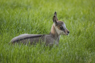 One young Chamois (Rupicapra rupicapra) resting on a fresh green meadow