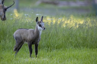 One young Chamois (Rupicapra rupicapra) standing on a fresh green meadow