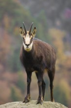 An adult Chamois (Rupicapra rupicapra) stands on a rock. A forest in fall foliage is in the