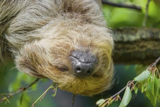 Frontal portrait of A Linnaeus's two-toed sloth (Choloepus didactylus) with closed eyes