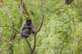 A common woolly monkey, brown woolly monkey, or Humboldt's woolly monkey (Lagothrix lagothricha)