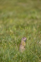 A European ground squirrel (Spermophilus citellus) or European souslik stands erected in tall green