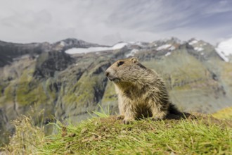 A young Alpine Marmot, Marmota marmota, rests on a grassy rim. Snow covered mountains are in the