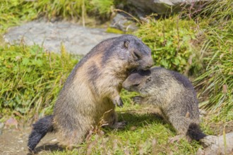 One adult Alpine Marmot, Marmota marmota, and one young marmot playing with each other