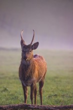 A Sambar stag (Rusa unicolor), stands on a misty meadow in first morning light