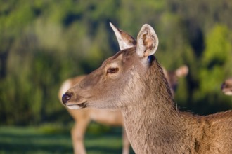 Portrait of a female Altai maral, Altai wapiti or Altai elk (Cervus canadensis sibiricus) in the