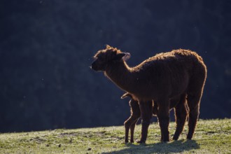 A Brown female Alpaca (Vicugna pacos) suckles her newborn baby. Standing against a dark background