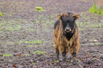 An aurochs calf, urus or ure (Bos primigenius) stand in a forest