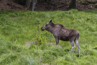 One adult male moose or elk, Alces alces, walking over a meadow with tall fresh green grass, eats