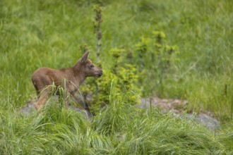 One baby moose or elk, Alces alces, (19 days old, born May 8, 2020 on a meadow with tall fresh