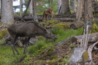 One adult female moose or elk, Alces alces, grazing in a forest between logs