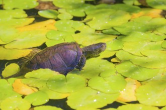 A European pond turtle (Emys orbicularis), makes its way through the leaves of Water Lilly covererd