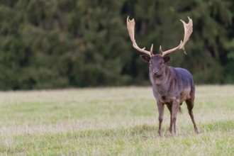 One male fallow deer (Dama dama) stands on a meadow. A forest is in the background