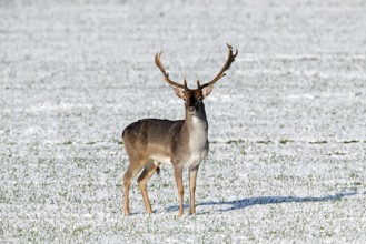 Fallow deer (Dama dama) buck standing in snow covered field in winter