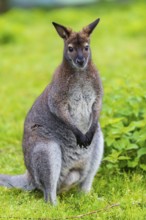 Red-necked wallaby or Bennett's wallaby (Macropus rufogriseus) sits on a green meadow with dense