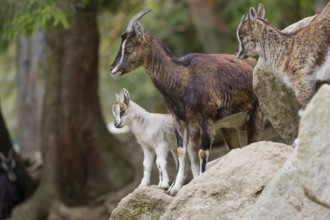 A female bezoar ibex (Capra aegagrus aegagrus) stands together with her goatling on a rock