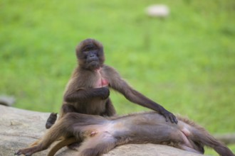 Two young Gelada (Theropithecus gelada), or bleeding-heart monkey grooming each other on a log