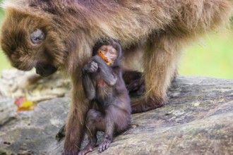 A baby Gelada (Theropithecus gelada), or bleeding-heart monkey, stays in close contact to his