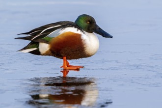 Northern shoveler (Spatula clypeata, Anas clypeata) adult male, drake resting on ice of frozen pond