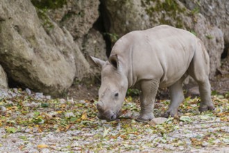 A young white rhinoceros (Ceratotherium simum) walks along a rocky wall