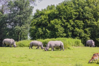 Four white rhinoceros (Ceratotherium simum) stand grazing on a fresh green meadow