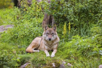 A eurasian gray wolf (Canis lupus lupus) rests on a green meadow on hilly terrain, looking into the