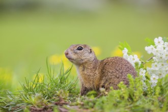 An adult European ground squirrel (Spermophilus citellus) or European souslik sits in green gras