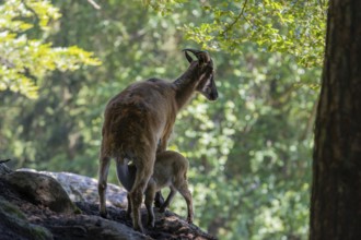 A female Himalayan tahr (Hemitragus jemlahicus) stands on a rock in a green forest and nurses her