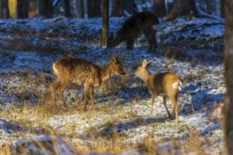 A family of Roe Deer, Roe buck (Capreolus capreolus), stands in a snowy clearing in a forest