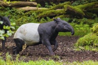 A Malayan tapir (Acrocodia indica) runs across a clearing