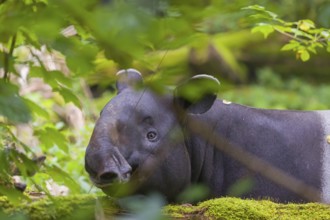 A Malayan tapir (Acrocodia indica) stands hidden in dense undergrowth looking for food