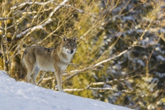 An adult female grey wolf (Canis lupus lupus) stands on a sloping, snow-covered meadow at the edge