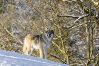 An adult male grey wolf (Canis lupus lupus) stands on a sloping, snow-covered meadow at the edge of