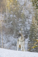 A young grey wolf (Canis lupus lupus) stands on a sloping, snow-covered meadow on a hill on a cold,