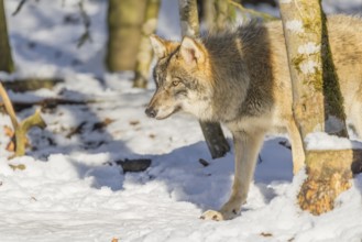 A young grey wolf (Canis lupus lupus) walks across the snowy forest floor on a cold, sunny day