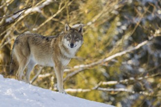 An adult female grey wolf (Canis lupus lupus) stands on a sloping, snow-covered meadow at the edge