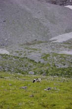 Holstein Friesian cattle grazing on the alpine pasture, Eng valley, Austria, Europe