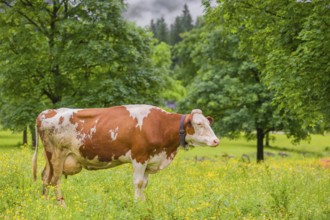 Holstein Friesian cattle stand grazing on a green meadow with maple trees. Eng Valley, Austria,