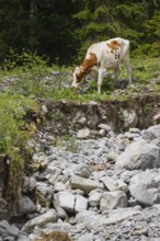 A Holstein-Friesian cattle grazing on a mountain pasture in steep, rocky terrain. Eng Valley,