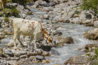 Holstein Friesian cattle crossing a creek on an alpine pasture. Eng valley, Austria, Europe