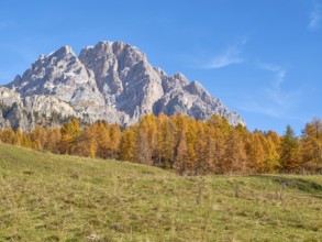 Autumn at Passo Tre Croci, autumnal larches, mountains in the background, Misurina, Dolomites,