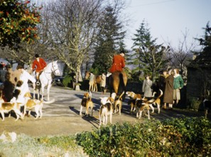 Horseman hunting with dogs in a rural area in England, United Kingdom 1950s