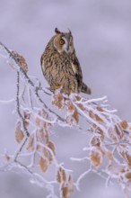 Long-eared owl (Asio otus), sitting on a beech branch covered with hoarfrost in a winter forest,