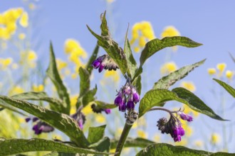 Comfrey (Symphytum), plant in flower, Saxony, Germany, Europe