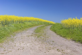 Field path through flowering rape fields (Brassica napus) in spring, Müglitztal, Saxony, Germany,