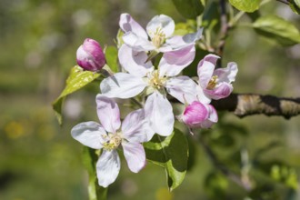 Blossom of an apple tree (malus) in white and pink, Saxony, Germany, Europe