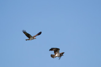 Pair of ospreys, Müritz region, Mecklenburg-Vorpommern, Germany, Europe