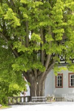 Old lime tree in front of Rauenstein Castle, Pockau-Lengefeld, Erzgebirge, Saxony, Germany, Europe