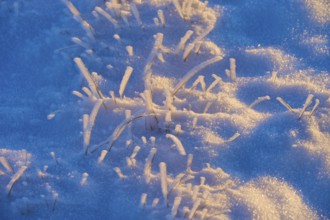 Frozen grass with snow in the blue morning light, winter, Wasserkuppe, Gersfeld, Rhön, Hesse,