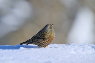 Alpine Accentor (Prunella collaris), sitting in the snow with a soft bokeh background, Gemmi Pass,